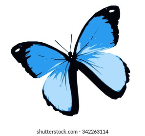 Blue butterfly, isolated on white background