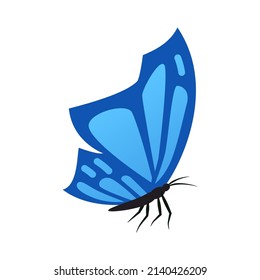 Blue butterfly - modern flat design single isolated object. Neat detailed image of beautiful winged insect. Rare example of wildlife loveliness. Fragile creation, hot summer carefree life idea