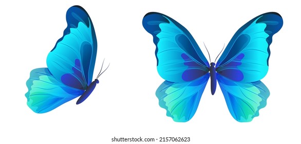 Blue butterfly Morpho didius with wings spread top view and side view. Tropical insect. Vector illustration.