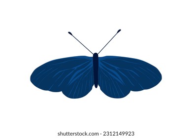 blue butterfly moth fly insect wing illustration