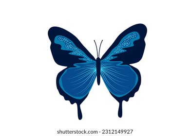 blue butterfly moth fly insect wing illustration