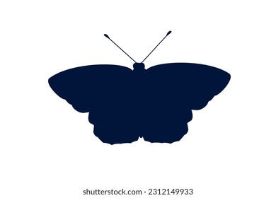 blue butterfly moth fly insect wing illustration