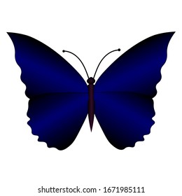 Blue butterfly on an isolated white background.