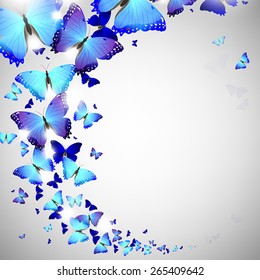 blue butterfly on a light background