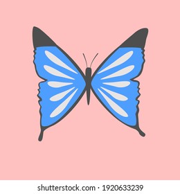 blue butterfly on ping background