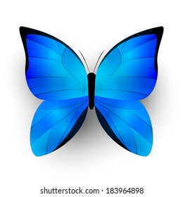 Blue butterfly on white background