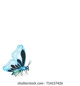 Blue butterfly on white background