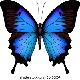 Blue butterfly papilio ulysses (Mountain Swallowtail) isolated vector on white background