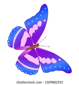 blue butterfly vector design, animals vector design, insect vector concept.