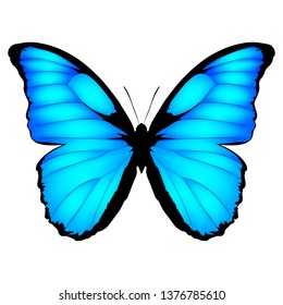 Blue Butterfly  Vector