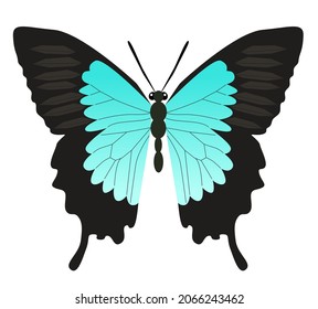 Blauer Schmetterling, Vektorgrafik einzeln auf weißem Hintergrund.