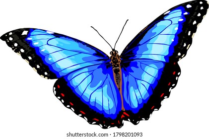 Vector de mariposa azul sobre fondo blanco