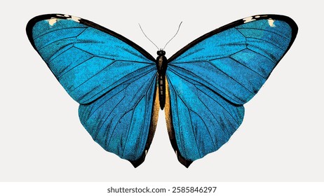 Blue butterfly, vintage vector element. 