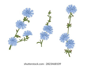 Blue chicory flowers illustrated in three different arrangements on a white background, showcasing their delicate petals and green stems in a botanical style