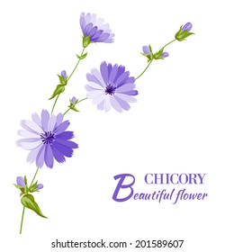 Blue chicory flowers isolated on white background. Vector illustration.