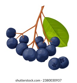 Blue chokeberry berry in cartoon style. Plant food products.