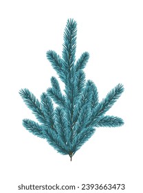 Blue Christmas fir tree branch element. Vector illustration.