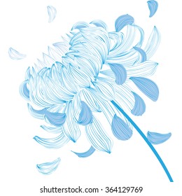 Blue chrysanthemum flower