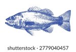 Blue Cod Fish Silhouette Stamp Vector Illustration