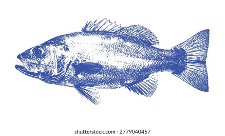 Blue Cod Fish Silhouette Stamp Vector Illustration