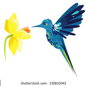 Blue colibri with daffodil