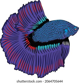 Blue color betta fish vector on white background 