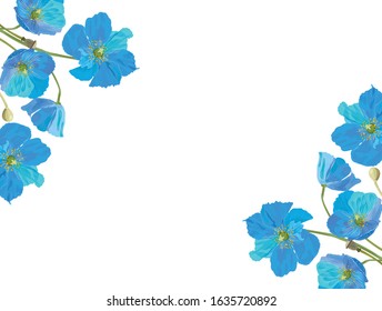 Blue color poppy. Cool and beautiful.