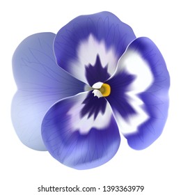 Blue Colored Pansy flower. Hand drawn vector illustration of a garden variety of Viola tricolor isolated on white background, realistic style
