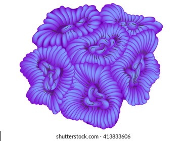 blue coral