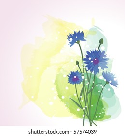 blue cornflower