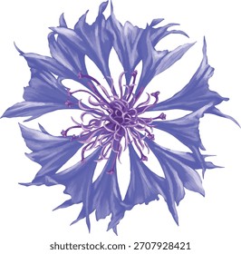 Blue Cornflower Bachelor Button Botanical Painting
