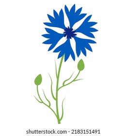 Blue cornflower. Beautiful flower with buds. Vector illustration. Blue wildflower for design and decor, prints, postcards, covers