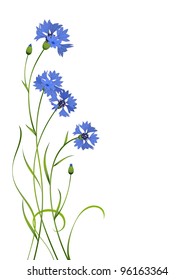 blue cornflower bouquet pattern isolated