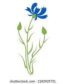 Blue cornflower. flower with buds. Vector illustration. Blue wildflower for design and decor, prints, postcards, covers