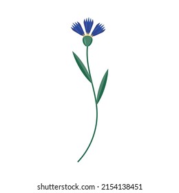 Blue cornflower flower on a white background. vector illustration