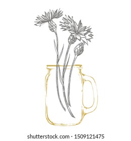 Blue Cornflower Herb or bachelor button flower bouquet isolated on white background. Set of drawing cornflowers, floral elements, hand drawn botanical illustration