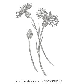 Blue Cornflower Herb or bachelor button flower bouquet isolated on white background. Set of drawing cornflowers, floral elements, hand drawn botanical illustration