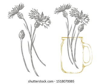 Blue Cornflower Herb or bachelor button flower bouquet isolated on white background. Set of drawing cornflowers, floral elements, hand drawn botanical illustration