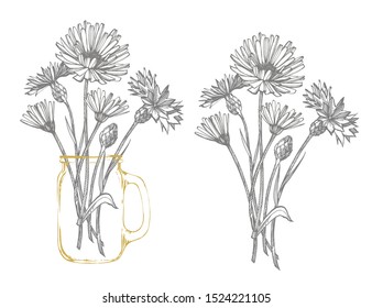 Blue Cornflower Herb or bachelor button flower bouquet isolated on white background. Set of drawing cornflowers, floral elements, hand drawn botanical illustration