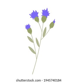 Blue Cornflower Herb . Vector illustration