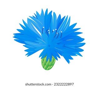 Blue cornflower on a white background