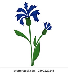 Blue cornflower on a white background. Vector illustration.