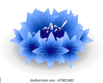 Blue cornflower on a white background.