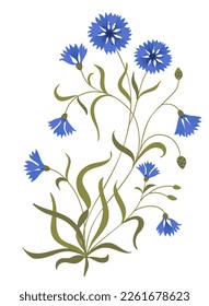 Blue cornflower plant. Beautiful blue blossom. Botanic illustration. Vector