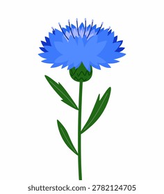 Blue Cornflower. Vector illustration of a blue cornflower (Centaurea cyanus) with green stem and leaves, isolated on a white background. Beautiful wildflower clipart in flat cartoon style, perfect for botanical designs, summer prints, greeting cards, wedding invitations, packaging, posters, herbal labels, stickers and floral decorations.