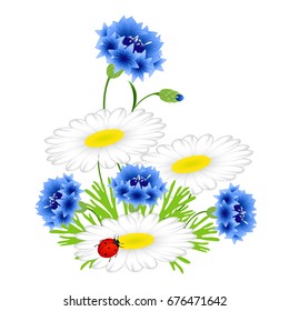  Blue cornflowers and chamomiles with ladybug on a white background.