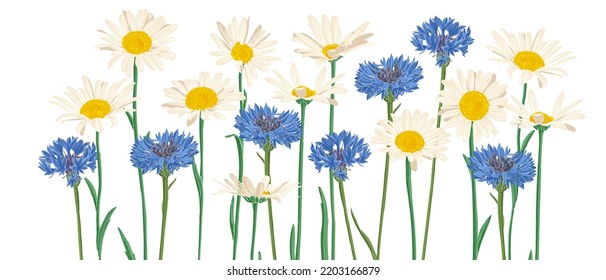 blue cornflowers and daisies, field flowers, vector drawing wild plants at white background, flowering meadow , hand drawn botanical illustration