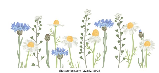 blue cornflowers, daisies and shepherd's purse, field flowers, vector drawing wild plants at white background, hand drawn botanical illustration