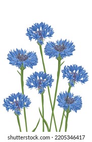 blue cornflowers, field flowers, vector drawing wild plants at white background, flowering meadow , hand drawn botanical illustration