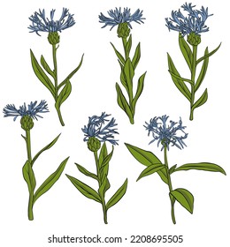 flores azules, flores de campo, vectores dibujando plantas silvestres en fondo blanco, pradera florida , ilustración botánica dibujada a mano